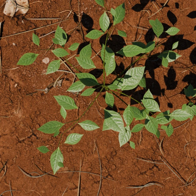 Early-vegetative Palmer amaranth in a rendered cotton scene