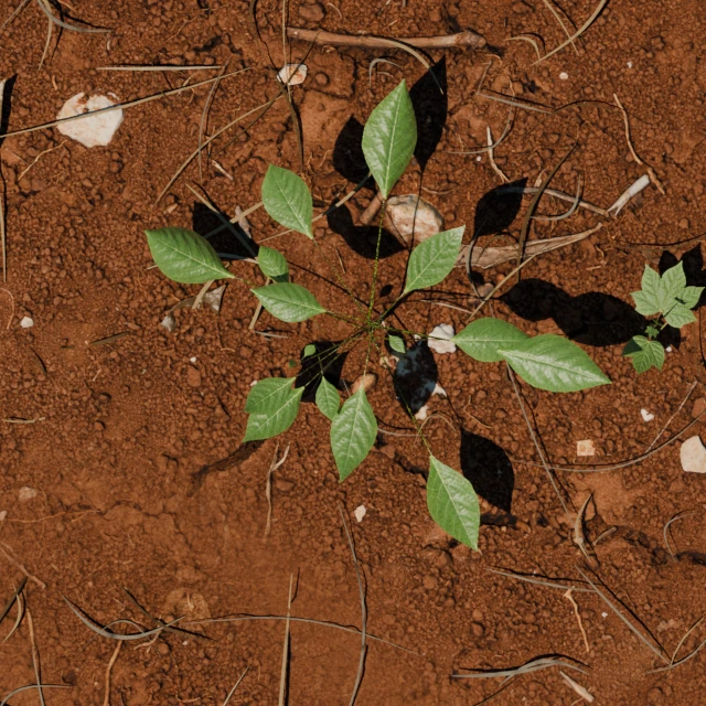 Juvenile Palmer amaranth with separated leaves