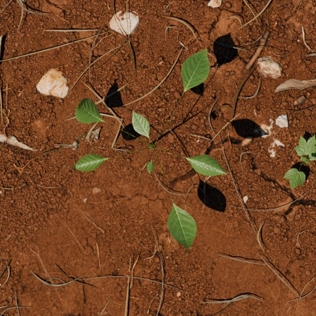 Separated leaves on a generated Palmer plant